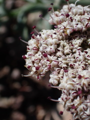 Lomatium nevadense