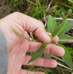 Verbena scabra