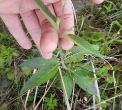 Verbena scabra