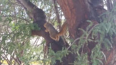 Sciurus niger