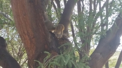 Sciurus niger