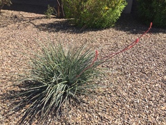 Hesperaloe parviflora