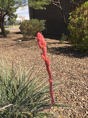 Hesperaloe parviflora