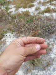Eragrostis atrovirens