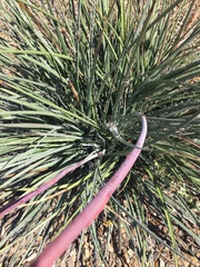 Hesperaloe parviflora