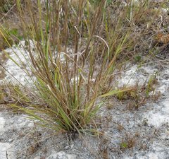 Eragrostis atrovirens