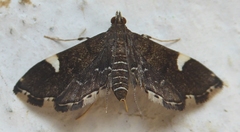 Diathrausta
