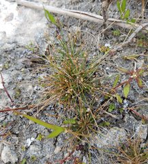 Eleocharis geniculata
