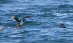 Puffinus puffinus