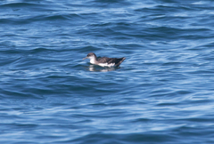 Puffinus puffinus
