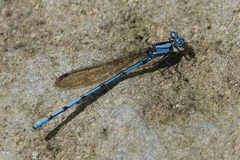 Argia fissa