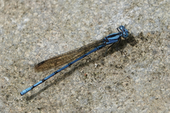 Argia fissa