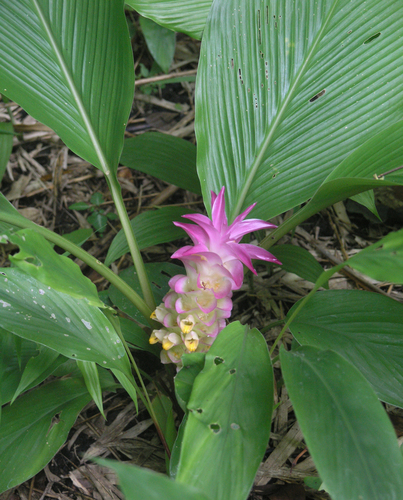 Curcuma petiolata, photograph 2
