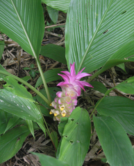 Curcuma petiolata