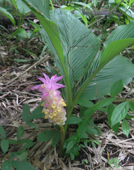 Curcuma petiolata