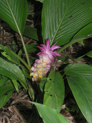 Curcuma petiolata