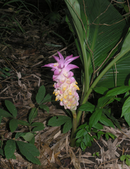 Curcuma petiolata