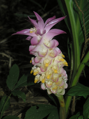 Curcuma petiolata