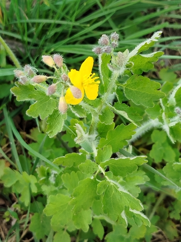 Greater celandine