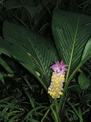 Curcuma petiolata