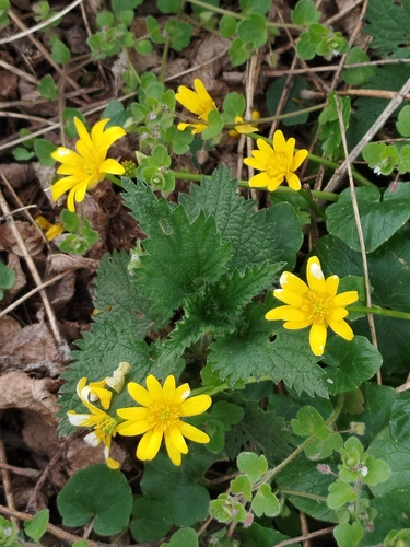 lesser celandine