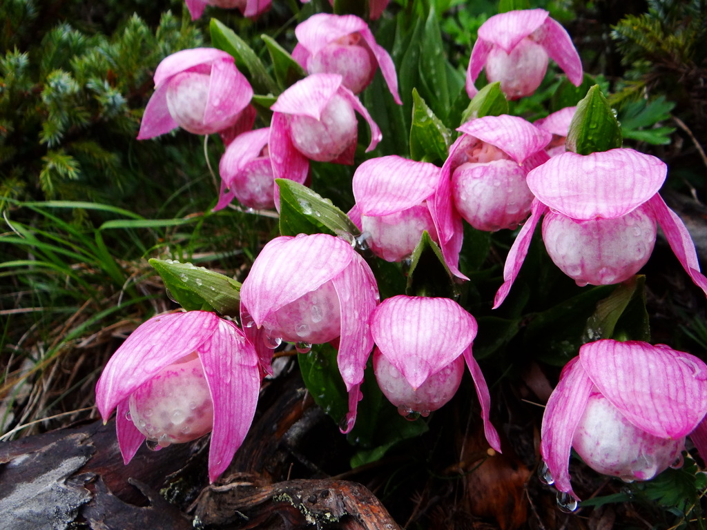 Cypripedium taiwanalpinum Y.I Lee, P.C.Liao & T.P.Lin