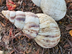 Lissachatina reticulata