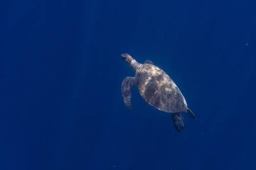Chelonia mydas