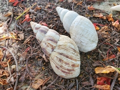 Lissachatina reticulata