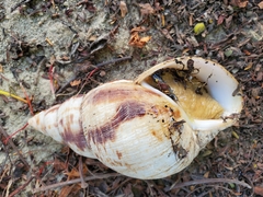 Lissachatina reticulata