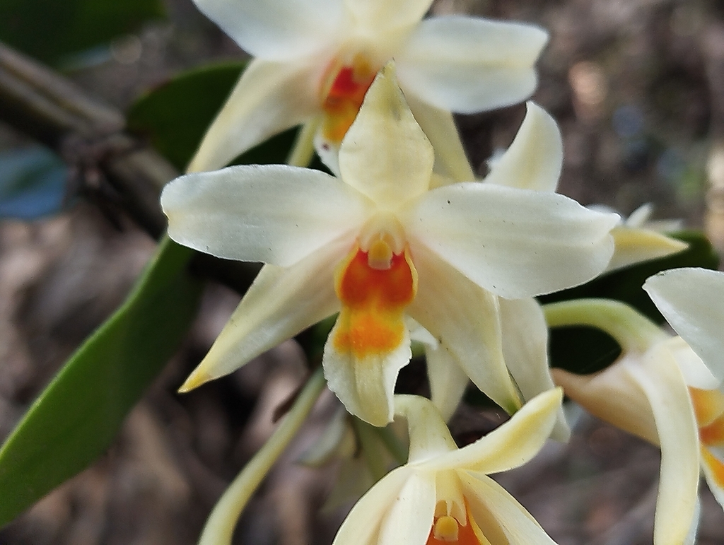 Dendrobium vogelsangii P.O'Byrne