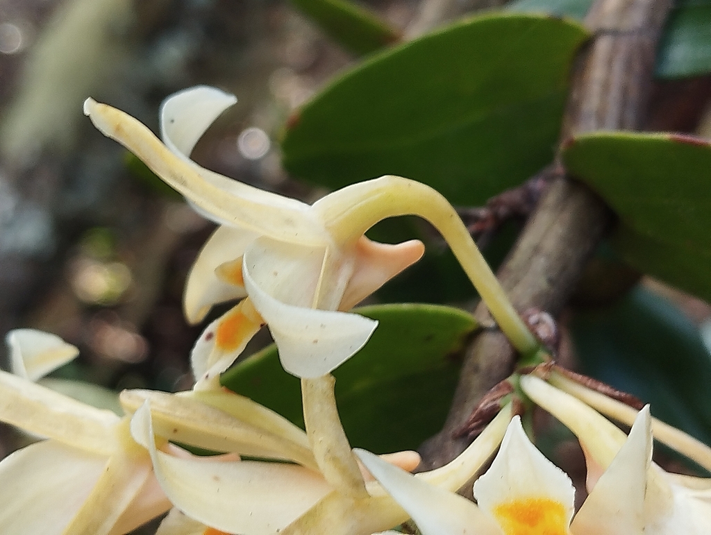Dendrobium vogelsangii P.O'Byrne 2