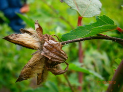 Hibiscus striatus