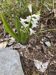 Hyacinthus