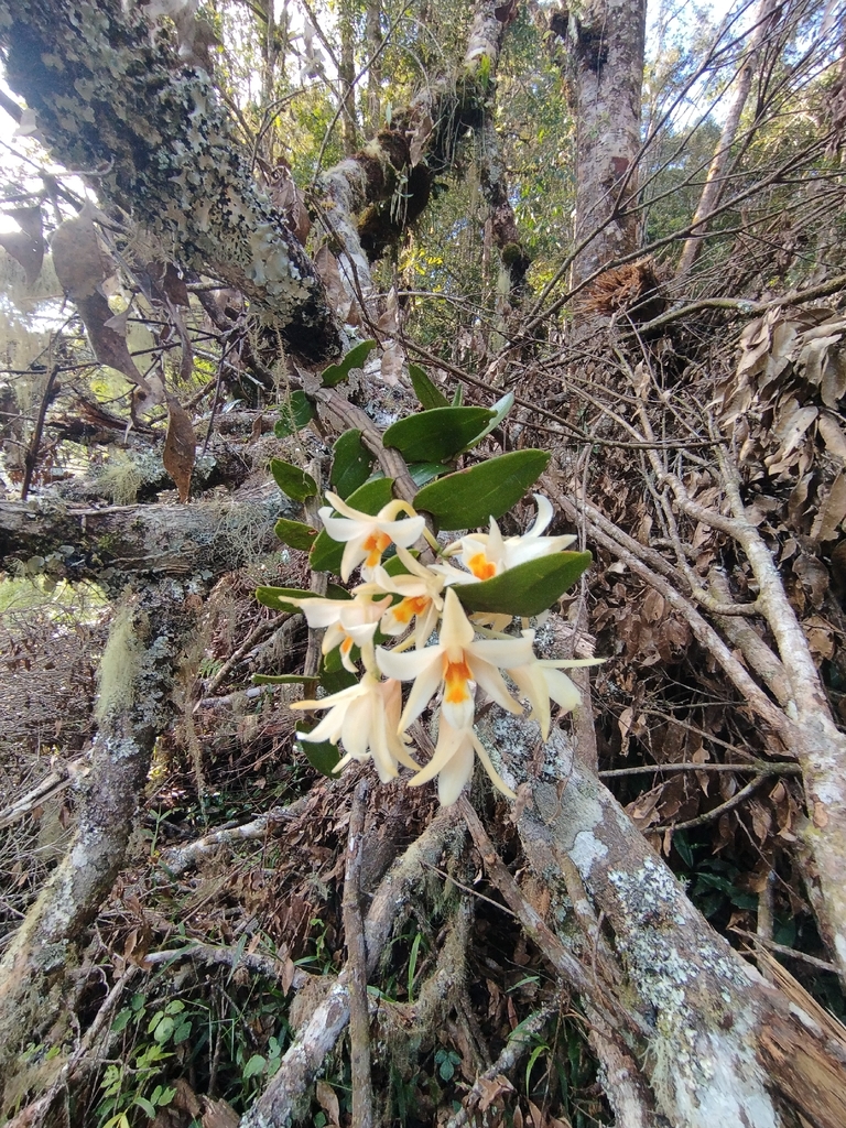 Dendrobium vogelsangii P.O'Byrne 3