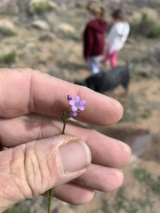 Gilia mexicana