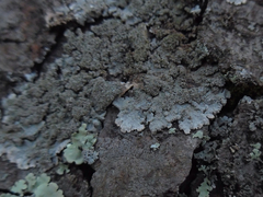 Hypotrachyna showmanii