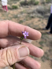 Gilia mexicana