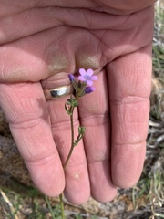 Gilia mexicana