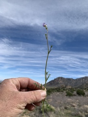 Gilia mexicana