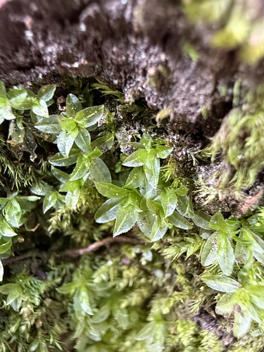 Atrichum crispum observed 2026-04-24