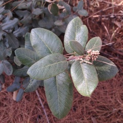 Rhus standleyi