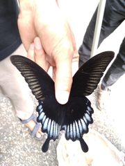 Papilio ascalaphus
