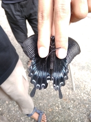 Papilio ascalaphus