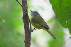 Myiothlypis conspicillata