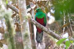 Pharomachrus fulgidus