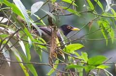 Turdus olivater