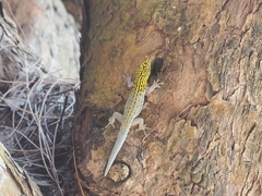 Lygodactylus picturatus