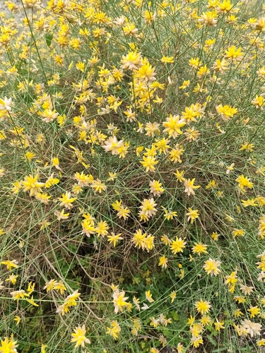 Avistamiento Genista umbellata