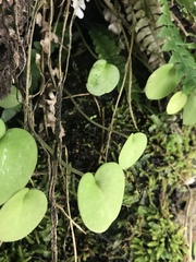 Corybas macranthus